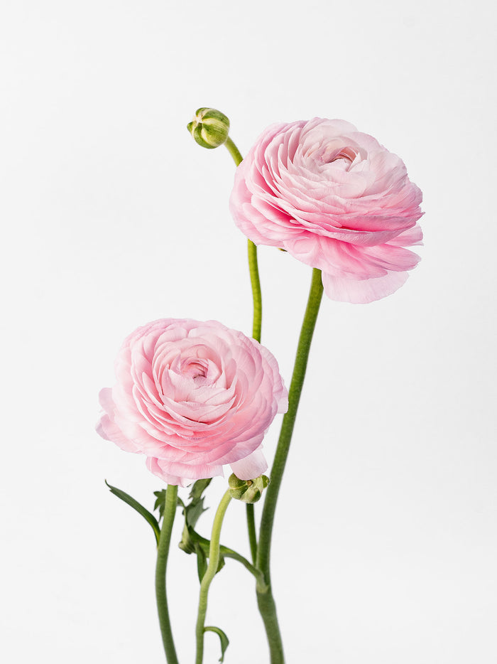 Success Cloni Lady Pink — alternate