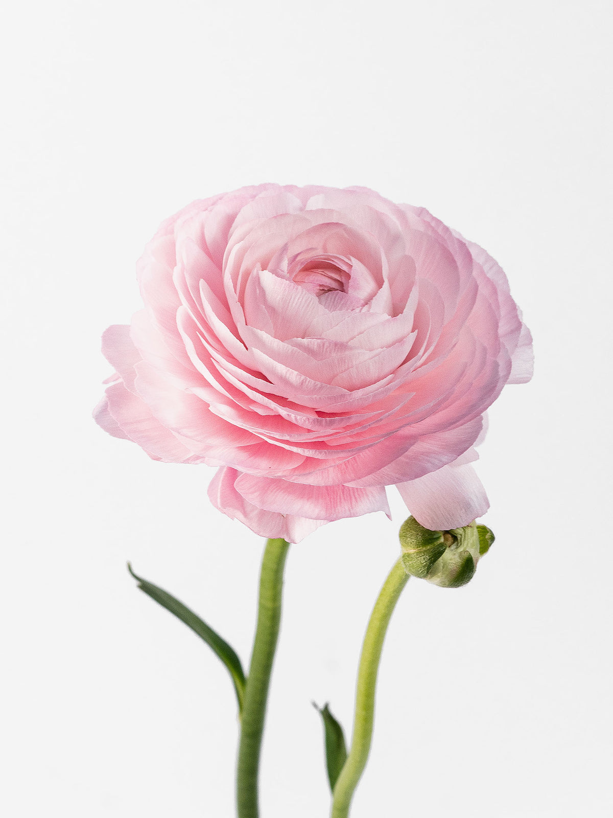 Success Cloni Lady Pink