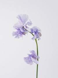 Sweet Pea Lavender