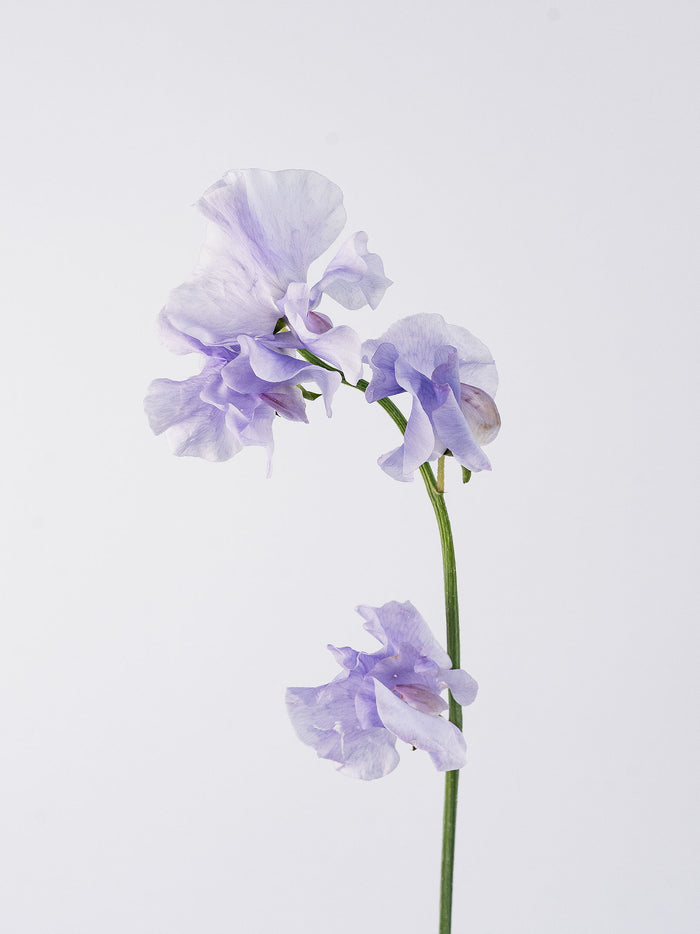 Sweet Pea Lavender