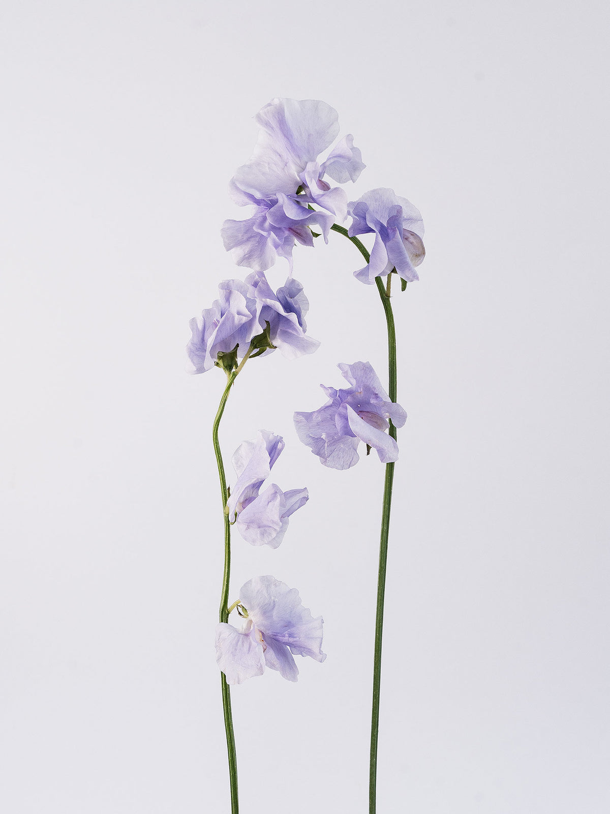 Sweet Pea Lavender