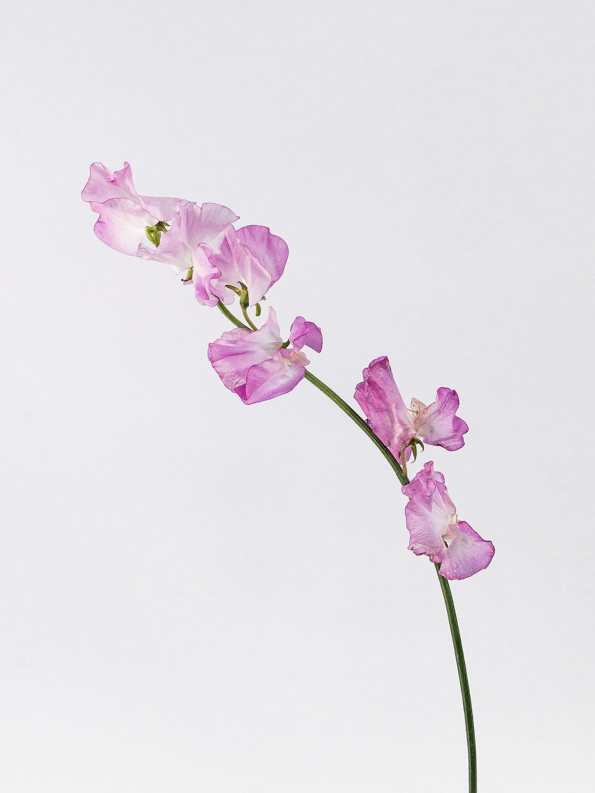 Sweet Pea Pink