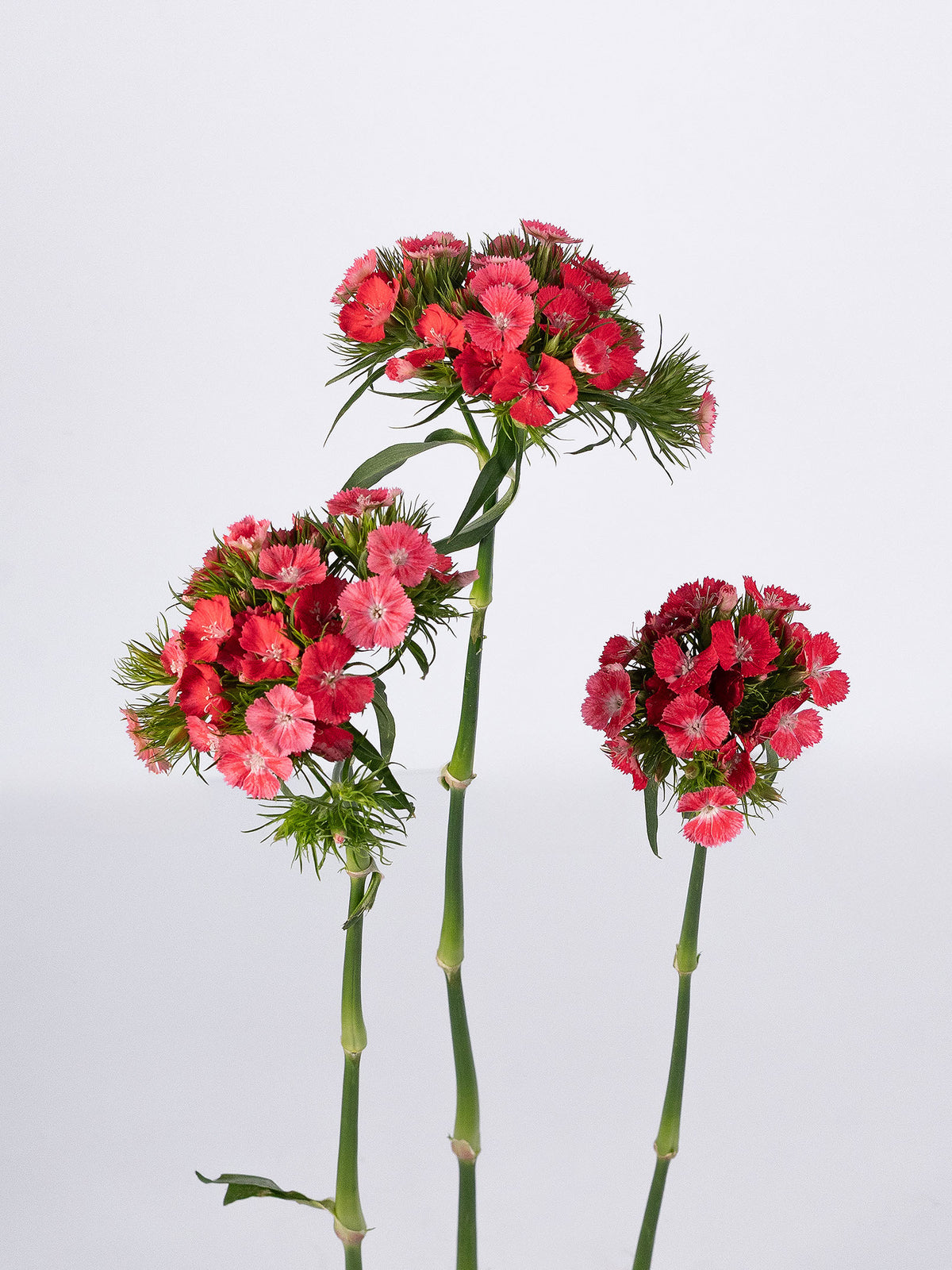 Dianthus Sweet Williams Coral