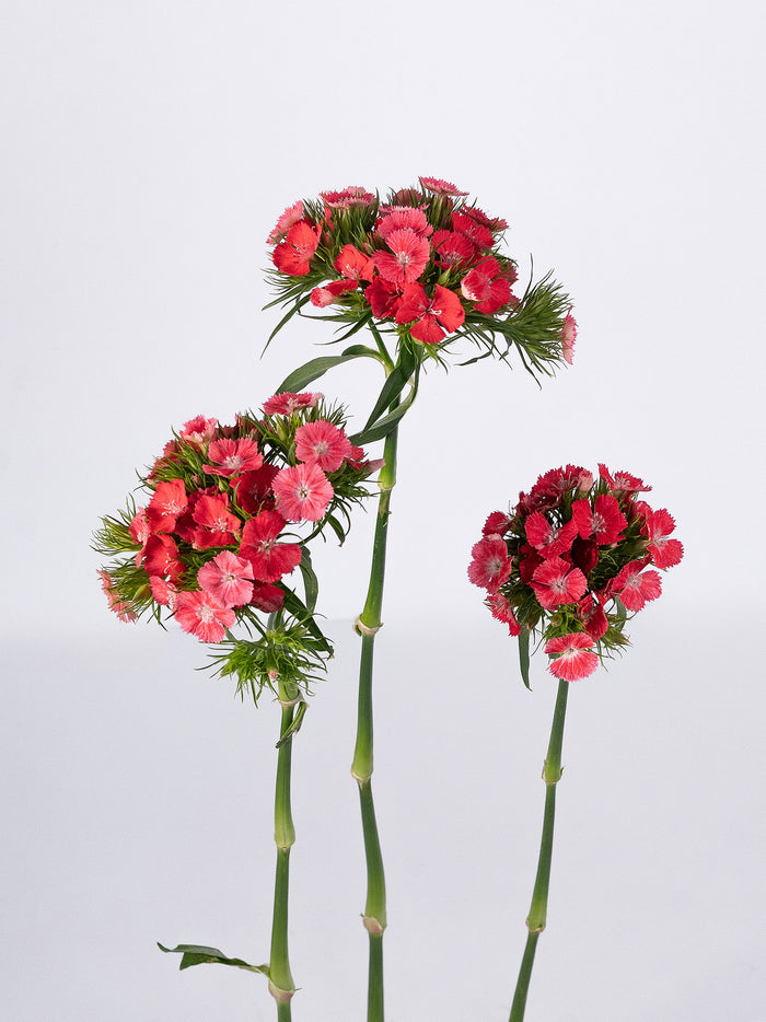Dianthus Sweet Williams Coral