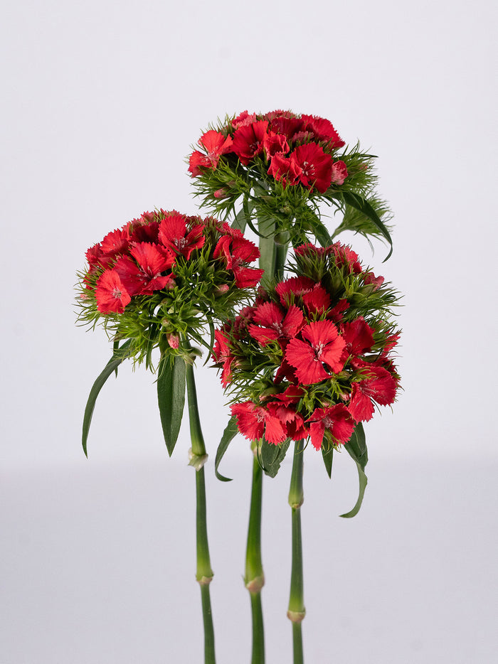 Dianthus Sweet Williams Coral — alternate