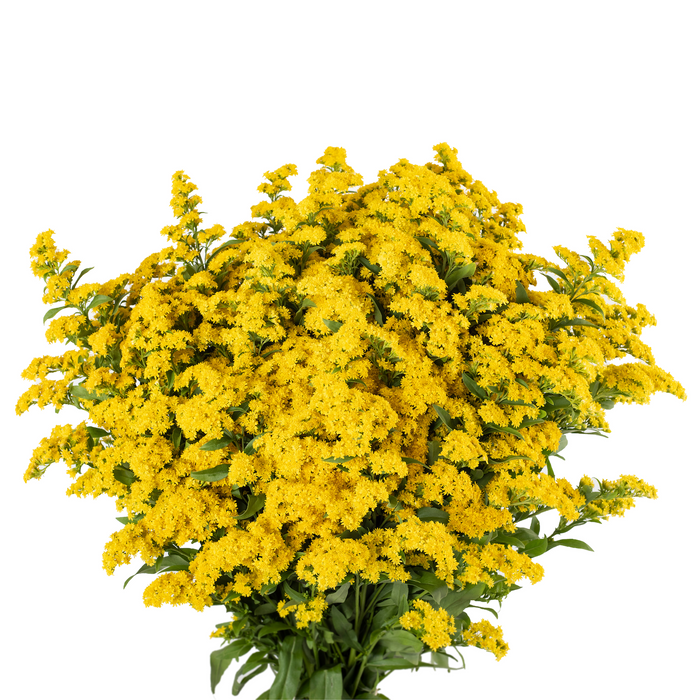 Golden Glory Solidago