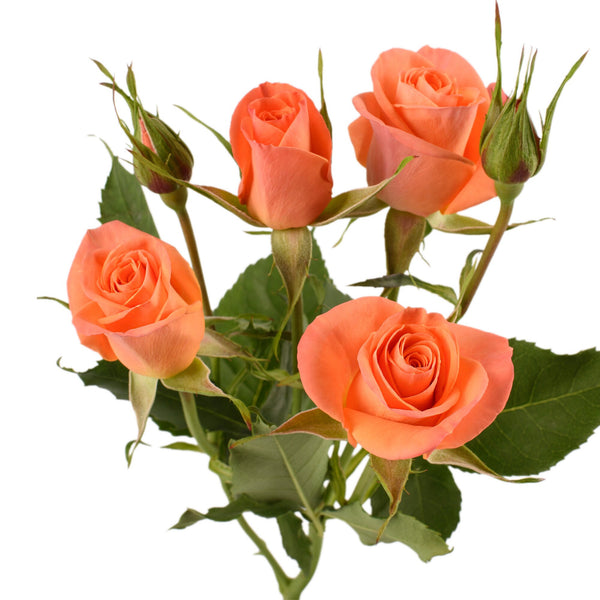Orange Star