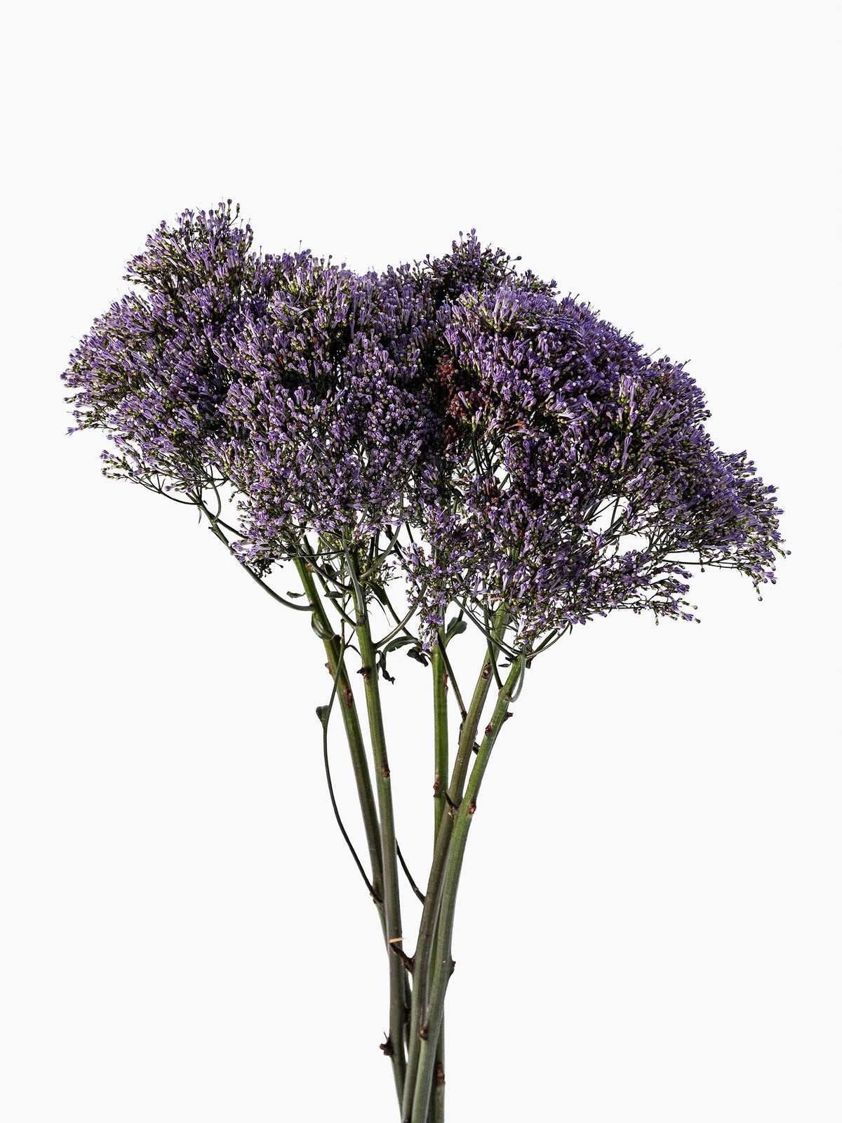 Trachelium Blue