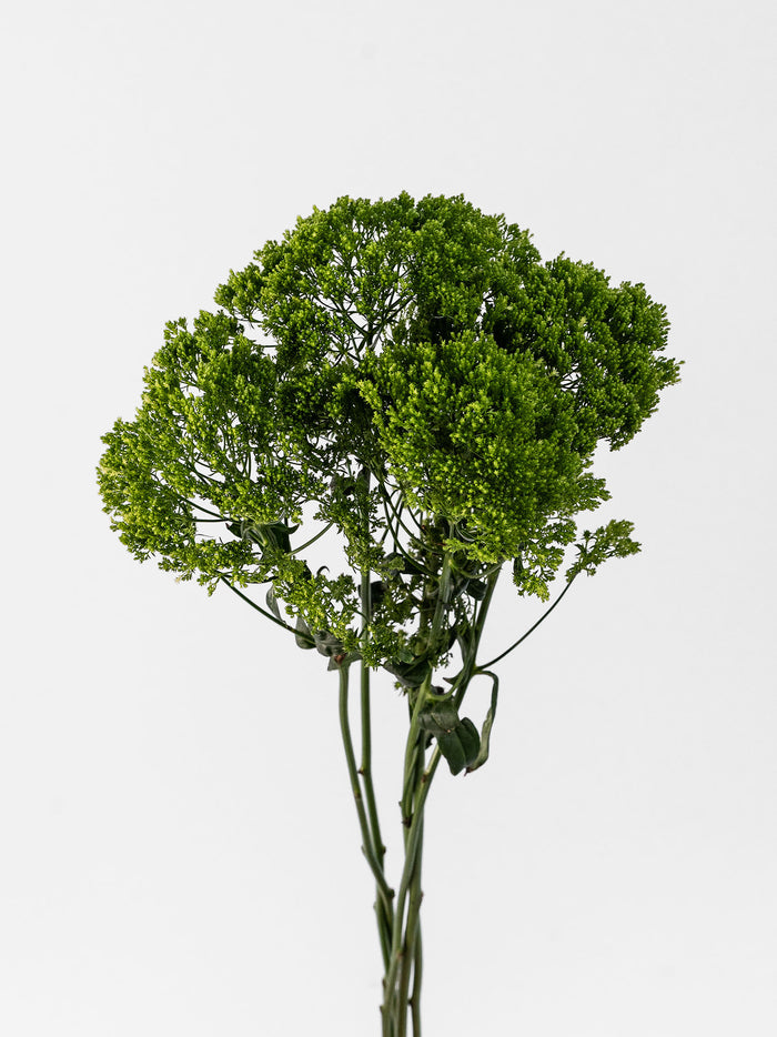 Trachelium Green