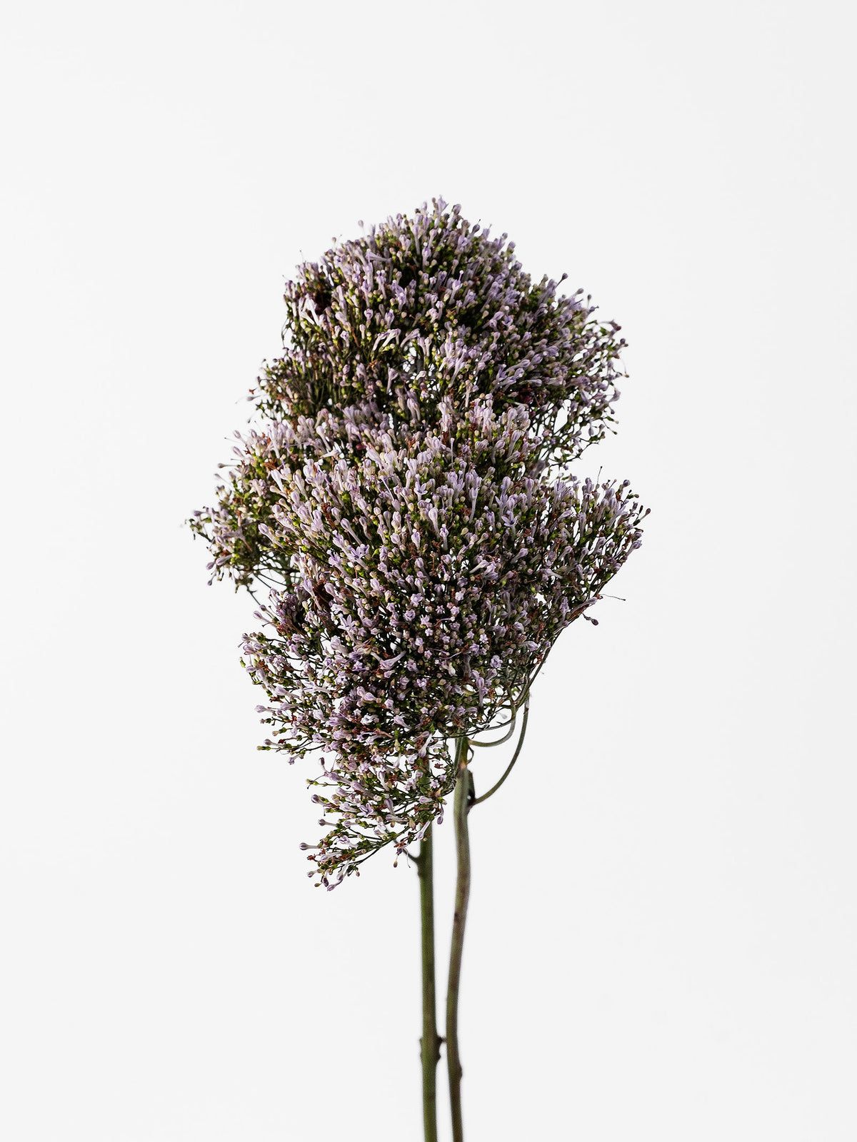Trachelium Lilac