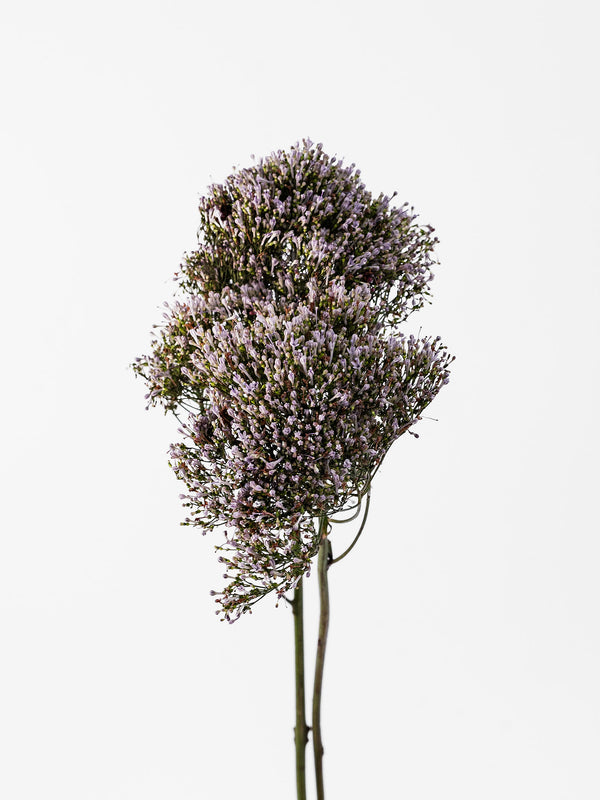 Trachelium Lilac