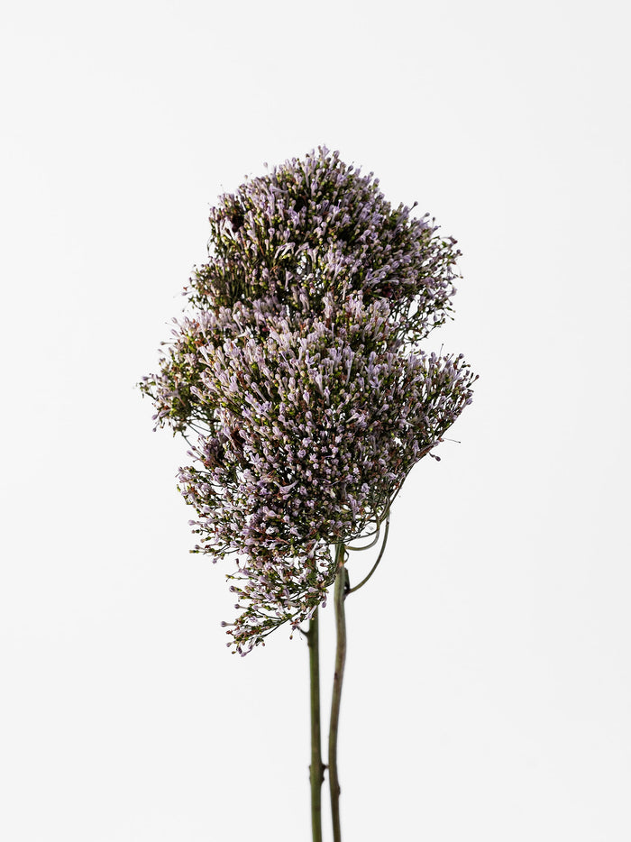 Trachelium Lilac