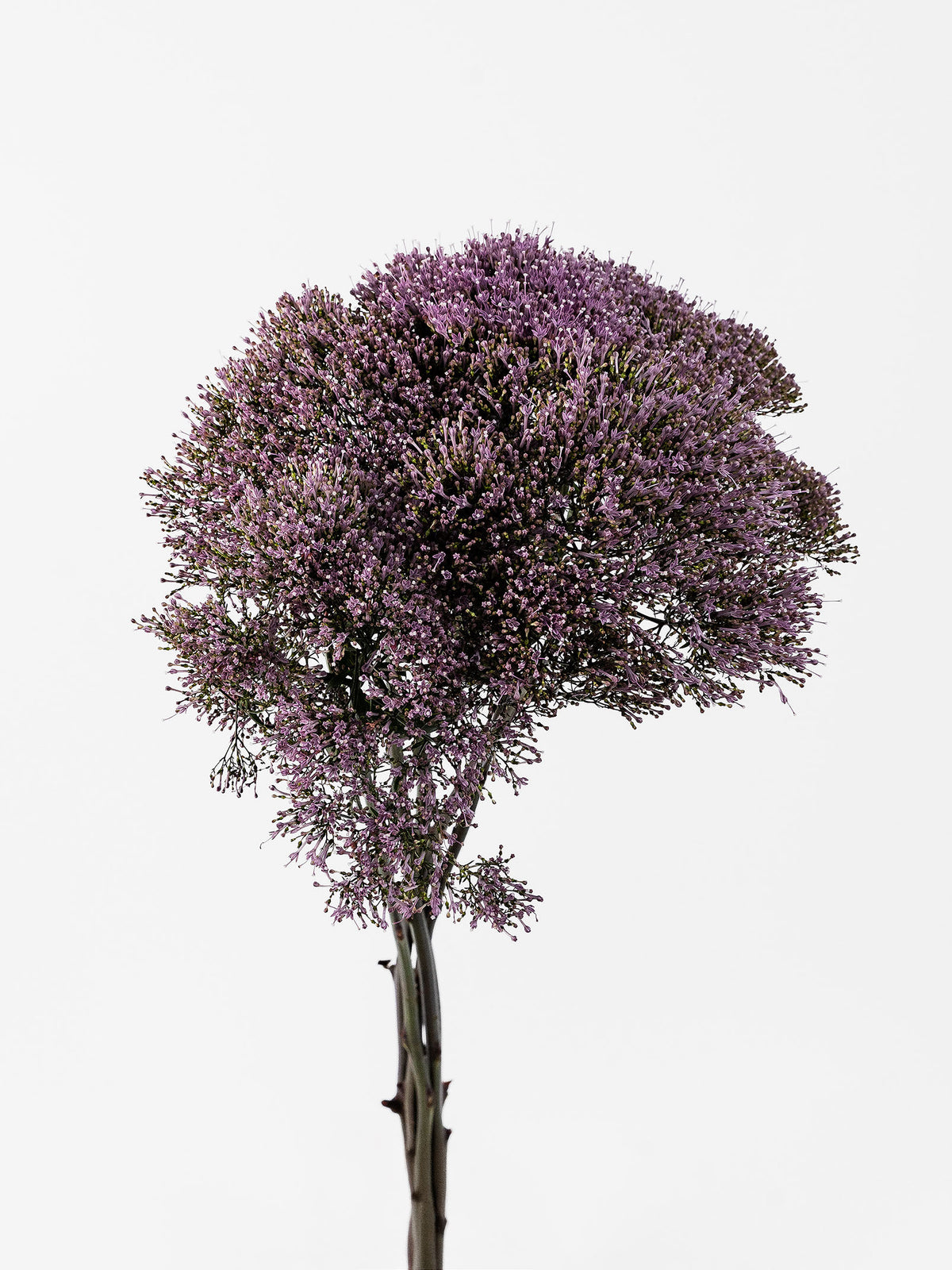 Trachelium Purple