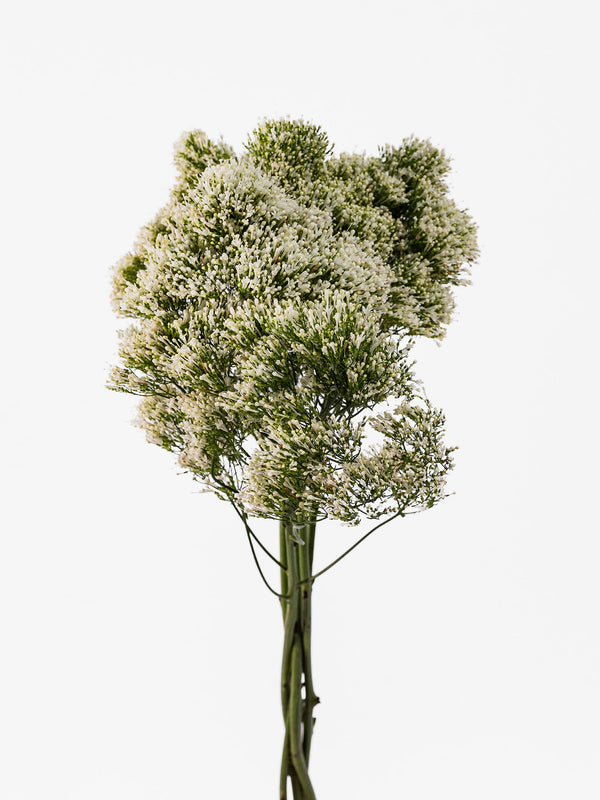 Trachelium White