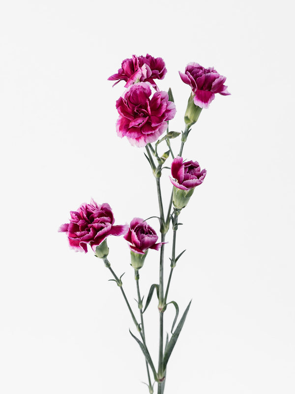 Dianthus