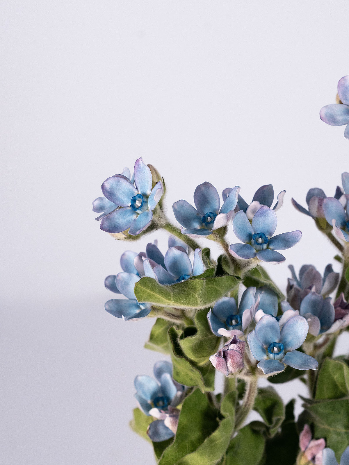 Tweedia Sky Blue