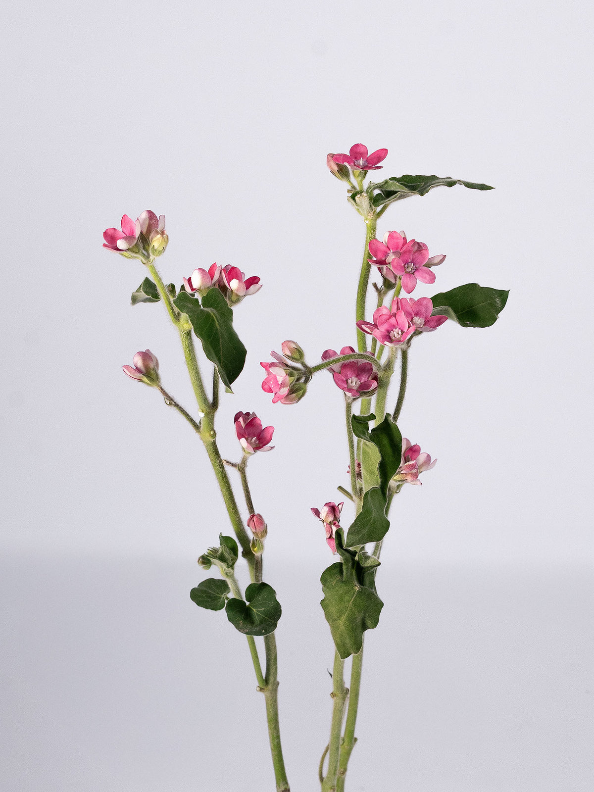 Tweedia Pink