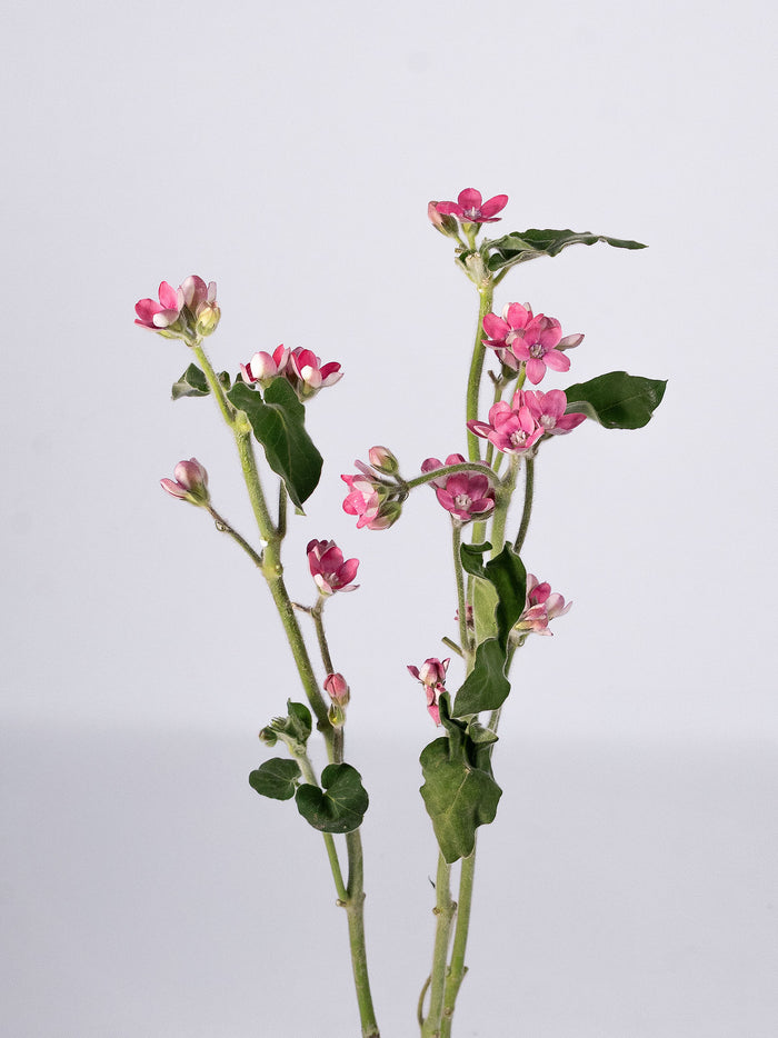 Tweedia Pink