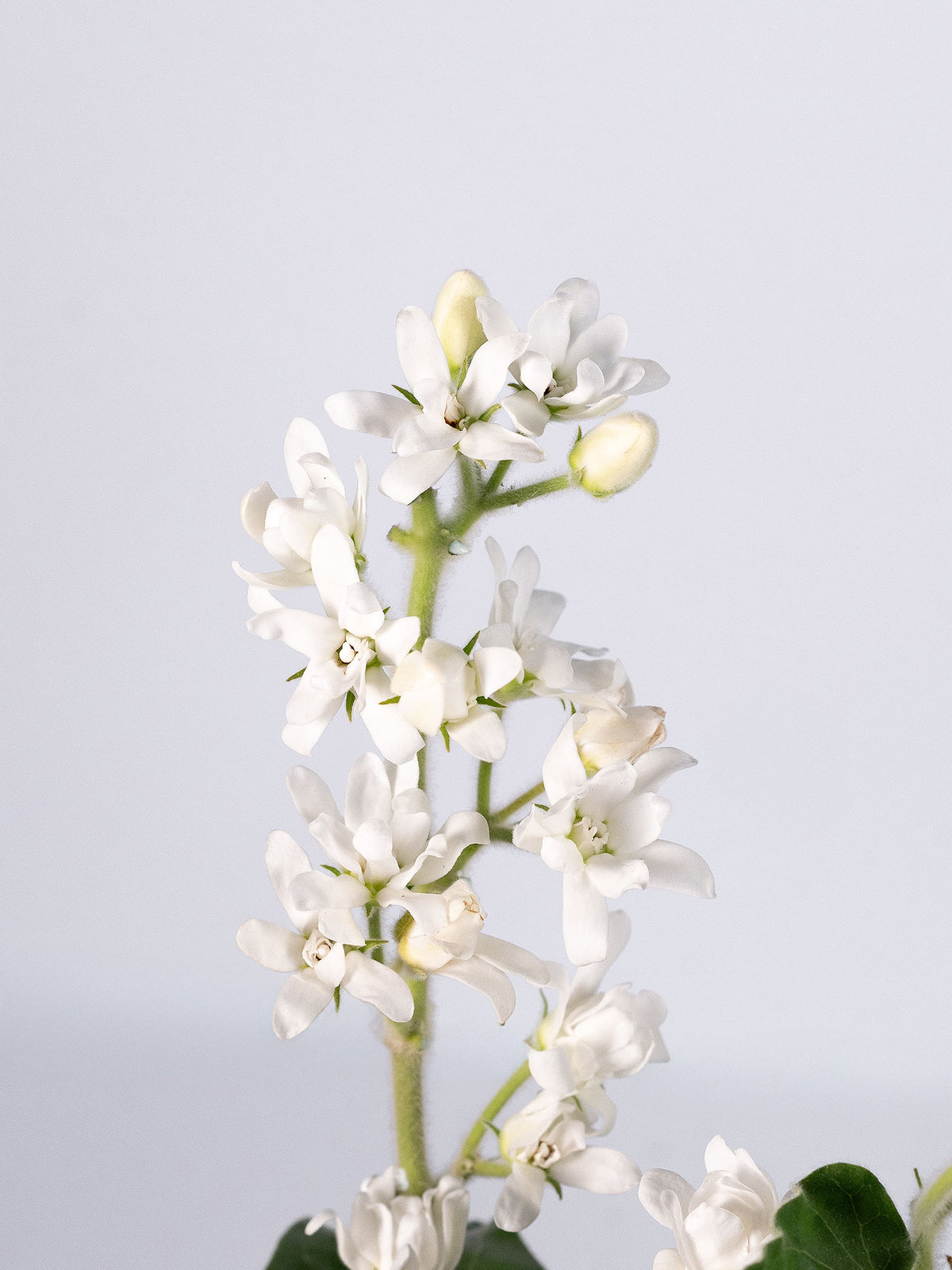 Tweedia White