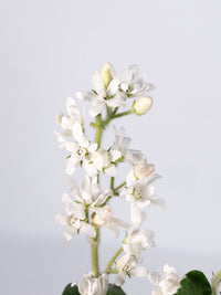 Tweedia White