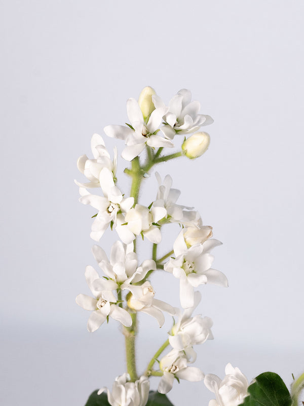 Tweedia White