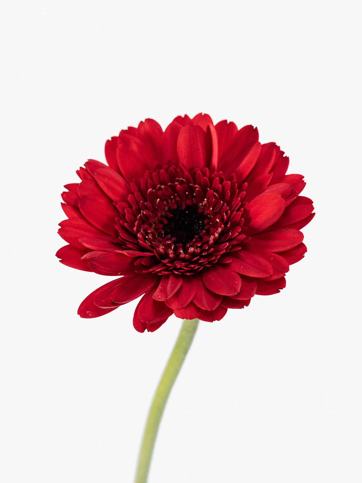 Mini Gerbera Velluto