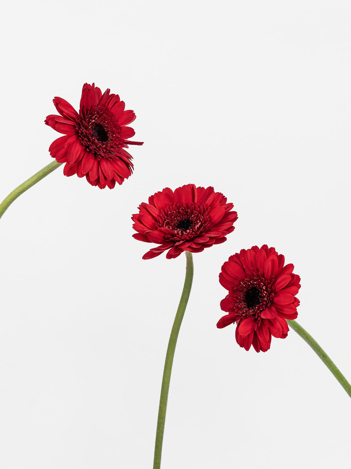 Mini Gerbera Velluto