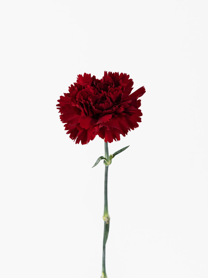 Clavel Velvet