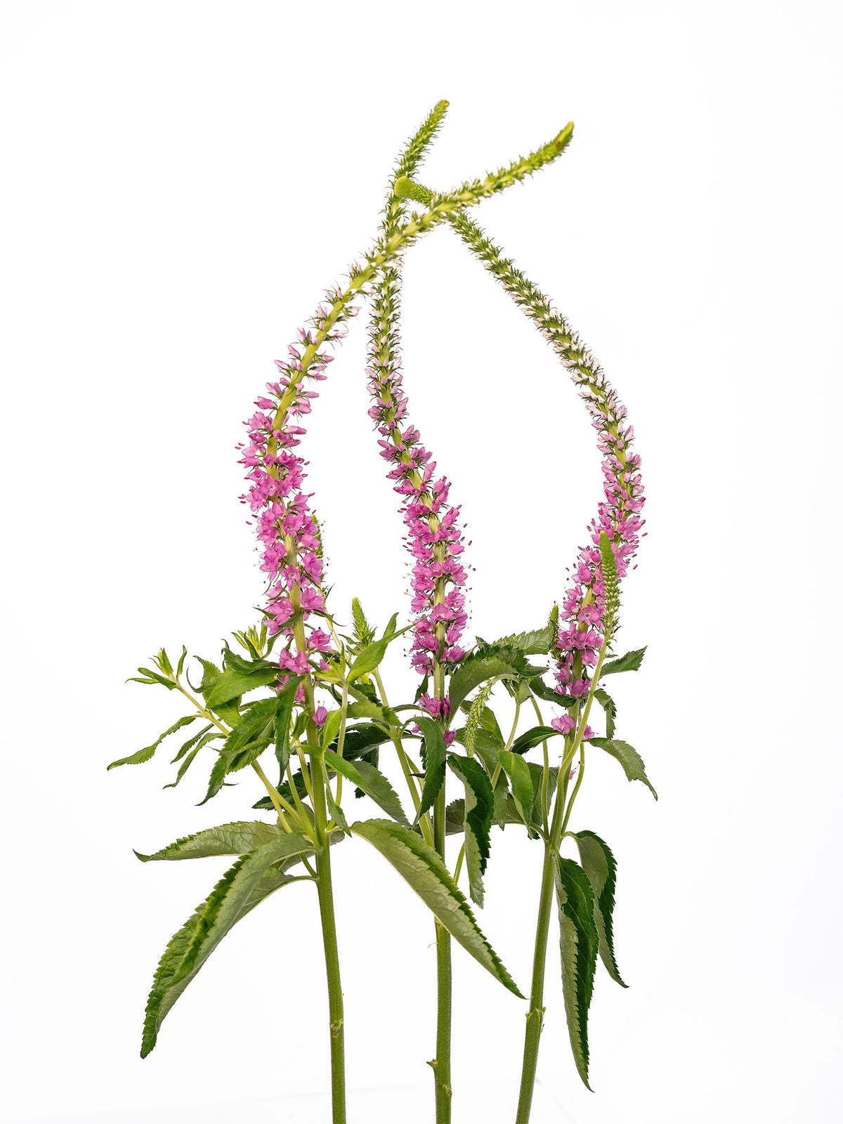 S Veronica Pink
