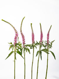 S Veronica Pink
