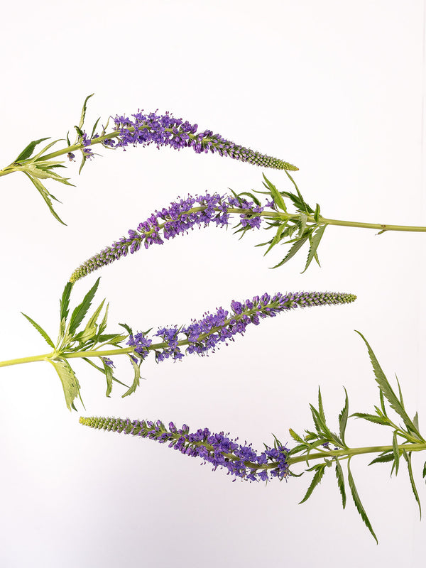S Veronica Purple