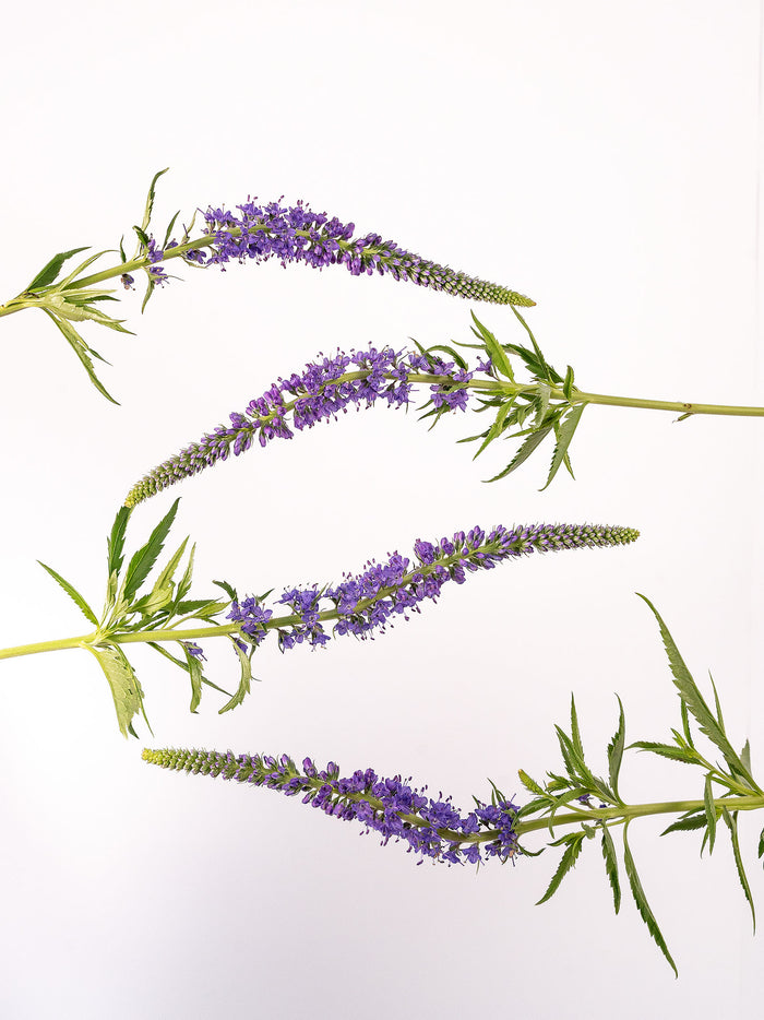 S Veronica Purple