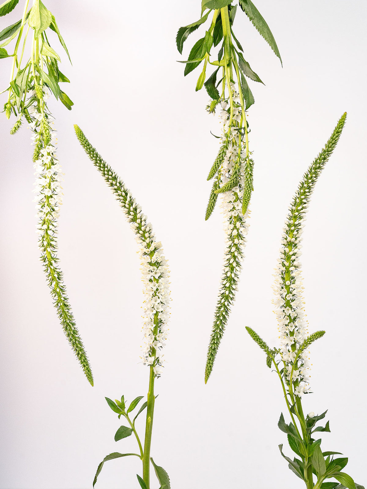 S Veronica White