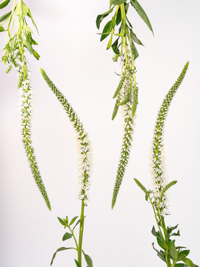 S Veronica White