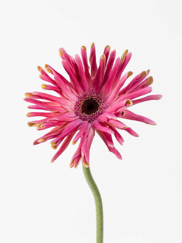 Mini Gerbera Pastini Vittoria