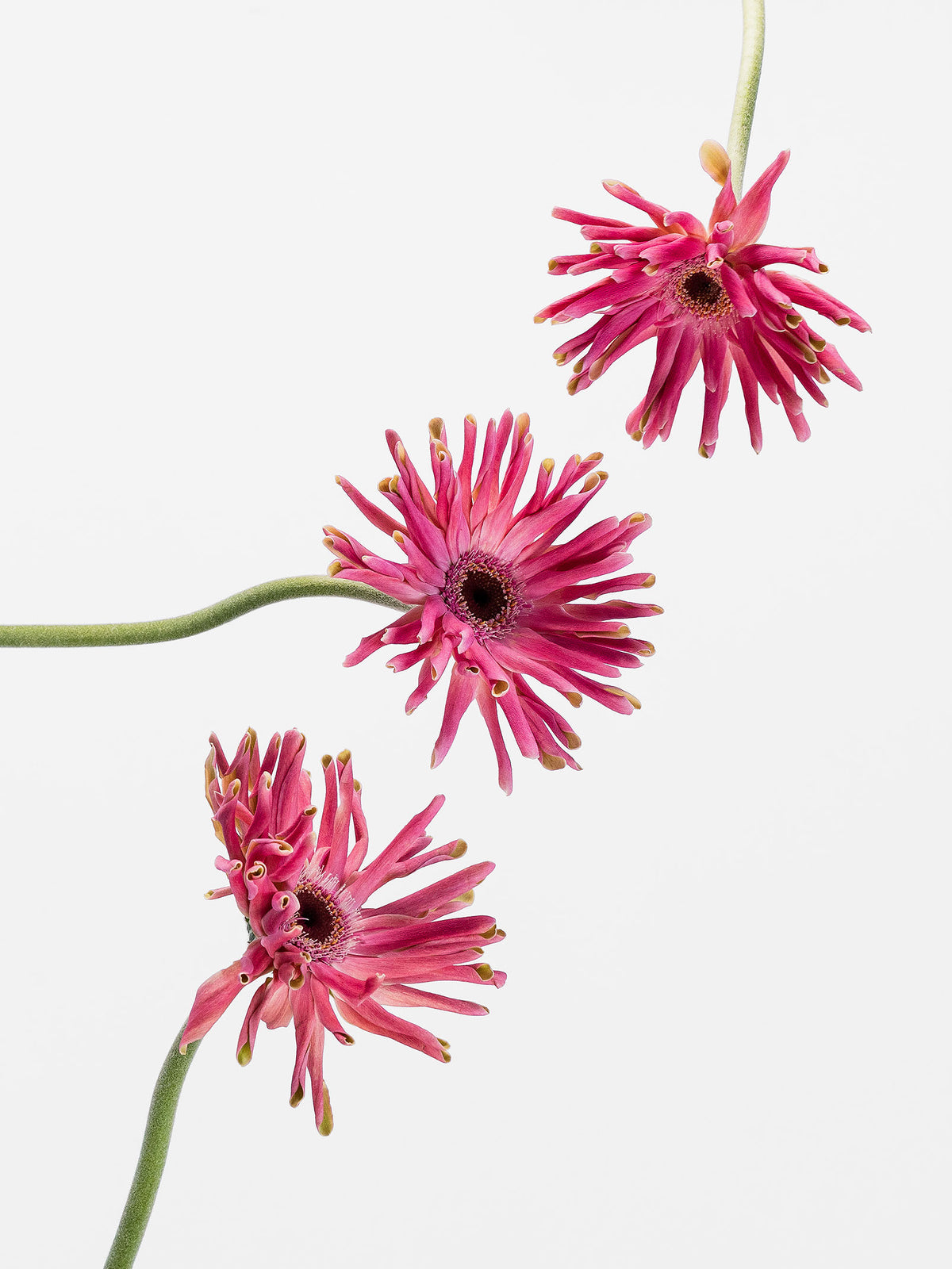 Mini Gerbera Pastini Vittoria