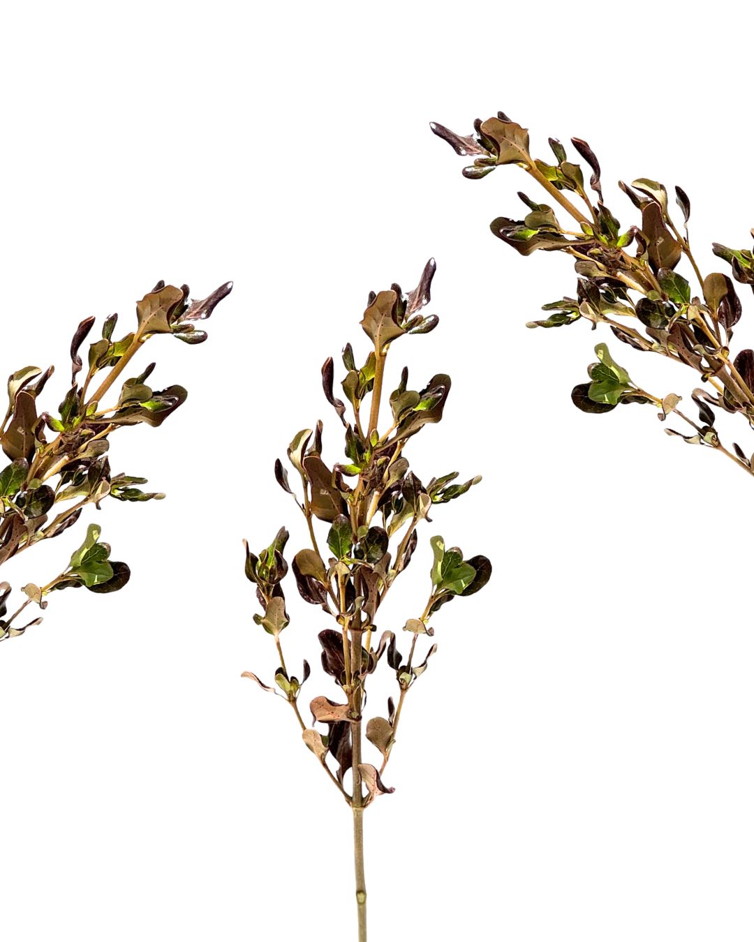 Coprosma Dark Chocolate