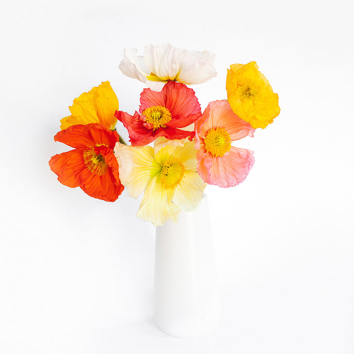 Assorted Poppies